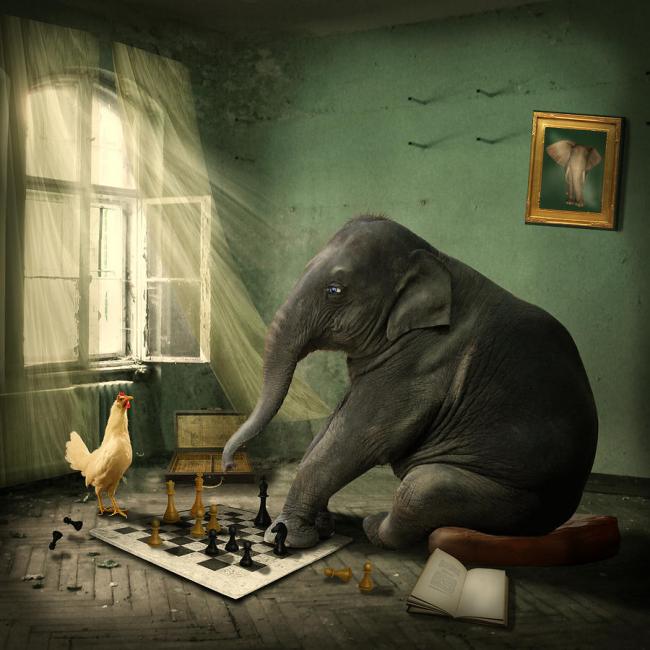 Elephant chess ethiriel photography